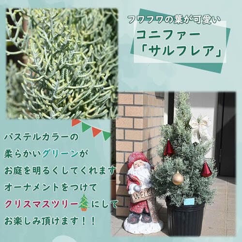 Amazon.co.jp: コニファー サルフレア 苗木 クリスマスの木 シンボル